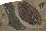 Fossil Plant Plate - McAbee, BC #253940-1